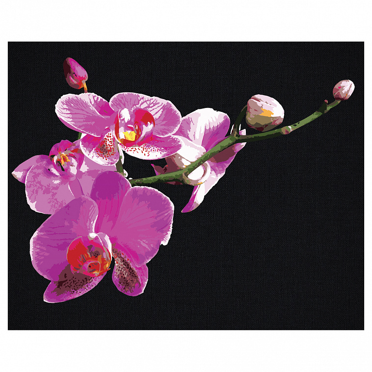 Картина по номерам на черном холсте ТРИ СОВЫ "Цветы орхидеи", 40*50 см, c акриловыми красками и кист